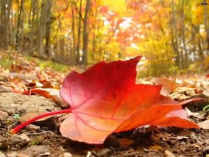 A close-up of a red autumn leaf lying on a dark forest path, surrounded by fallen leaves and trees with colorful fall foliage in the background.