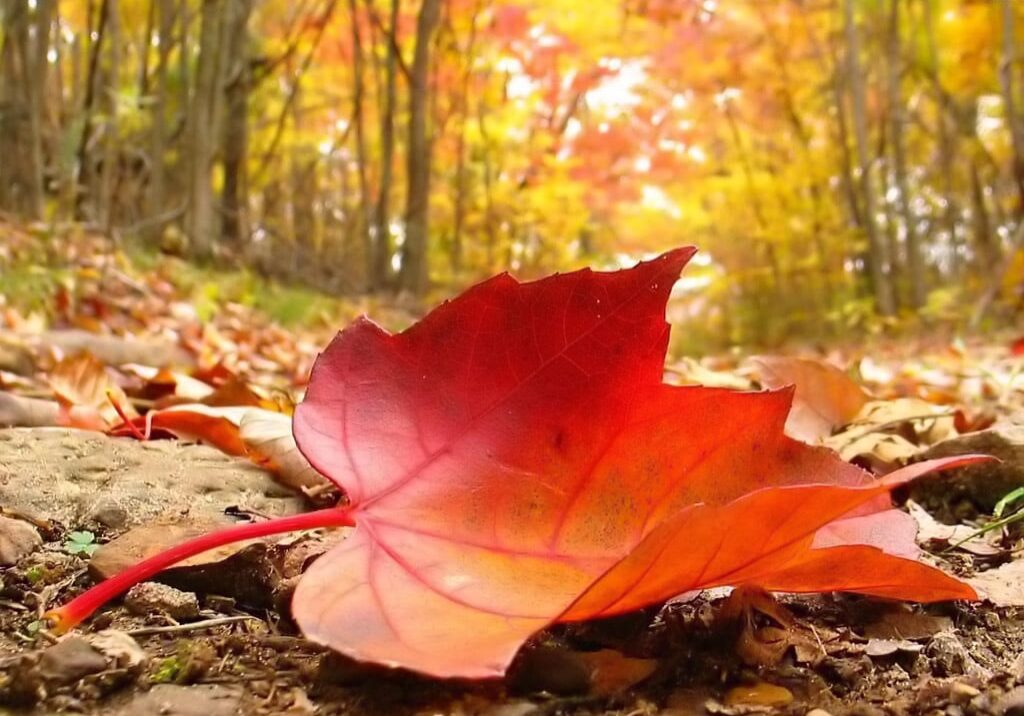 A close-up of a red autumn leaf lying on a dark forest path, surrounded by fallen leaves and trees with colorful fall foliage in the background.